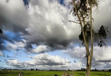 聯賽杯1／4決賽利物浦vs萊斯特城 南野拓實傳射建功+壓哨絕平.